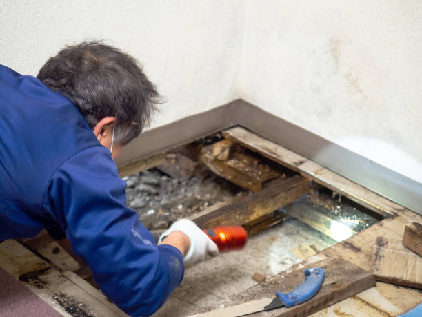 Best Mold Damage Repair  in Frenchtown, MT