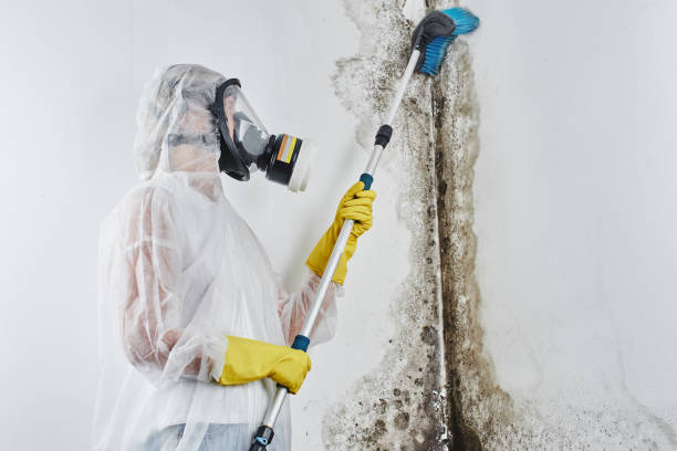 Best Local Mold Removal Service  in Frenchtown, MT