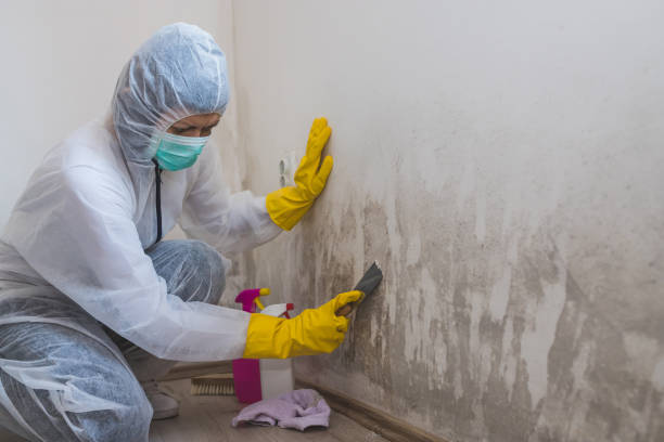 Mold Removal Process in Frenchtown, MT