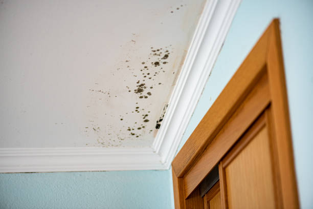Best Certified Mold Removal  in Frenchtown, MT