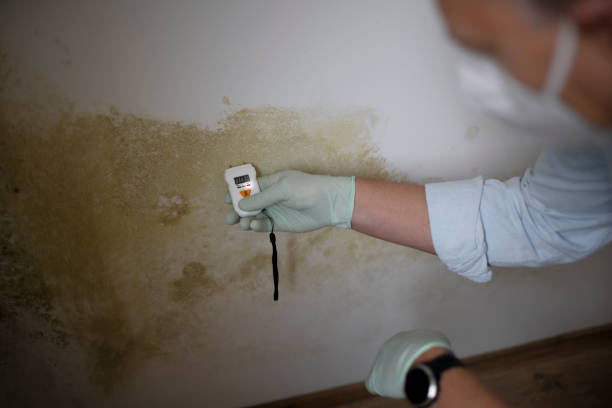 Best Residential Mold Removal  in Frenchtown, MT