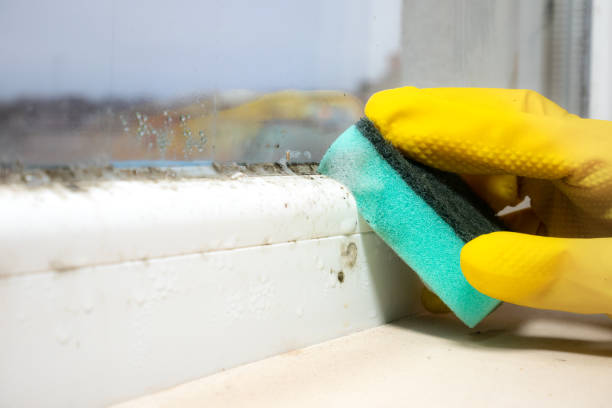 Best Mold Cleaning Services  in Frenchtown, MT