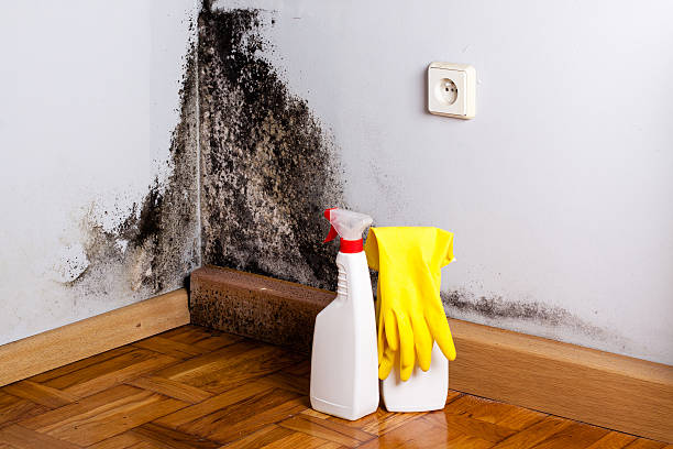 Best Attic Mold Removal  in Frenchtown, MT