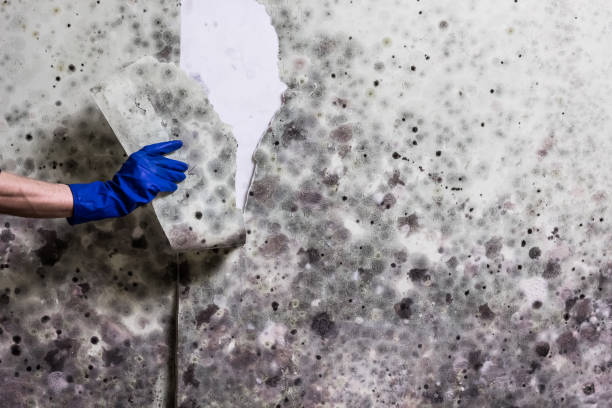 Best Mold Testing  in Frenchtown, MT