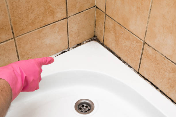 Best Toxic Mold Removal  in Frenchtown, MT